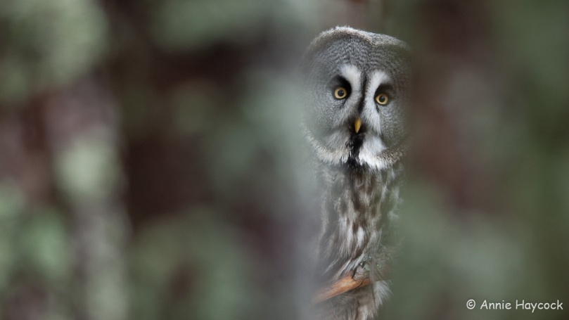 Photo of a great grey owl