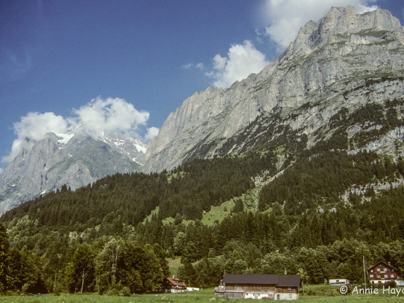 Nature of Grindelwald