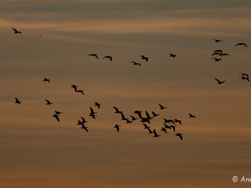 Winter birds on the Gulf of Morbihan