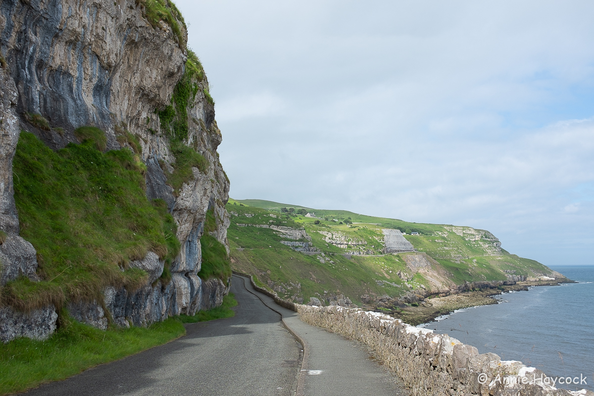 Botanising on the Great Orme
