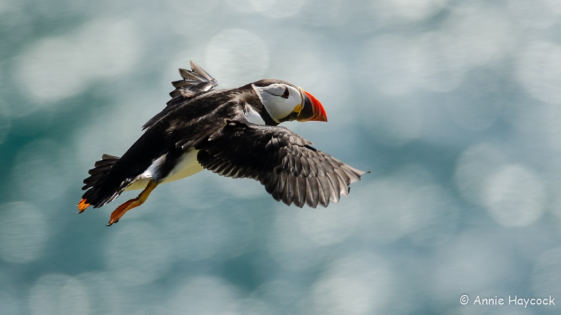 Photo of a puffin in flight