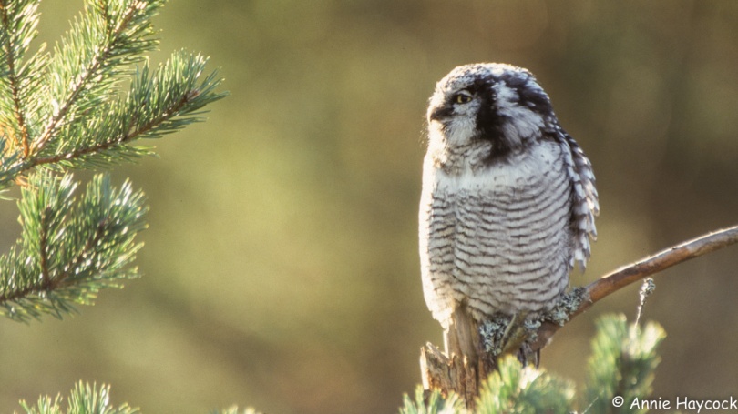 picture of a hawk owl