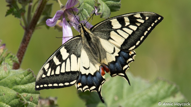 Photo of a swallowtail butterfly