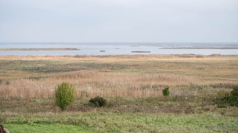 Photo of coastal meadow, reedbeds and open water at Matsalu
