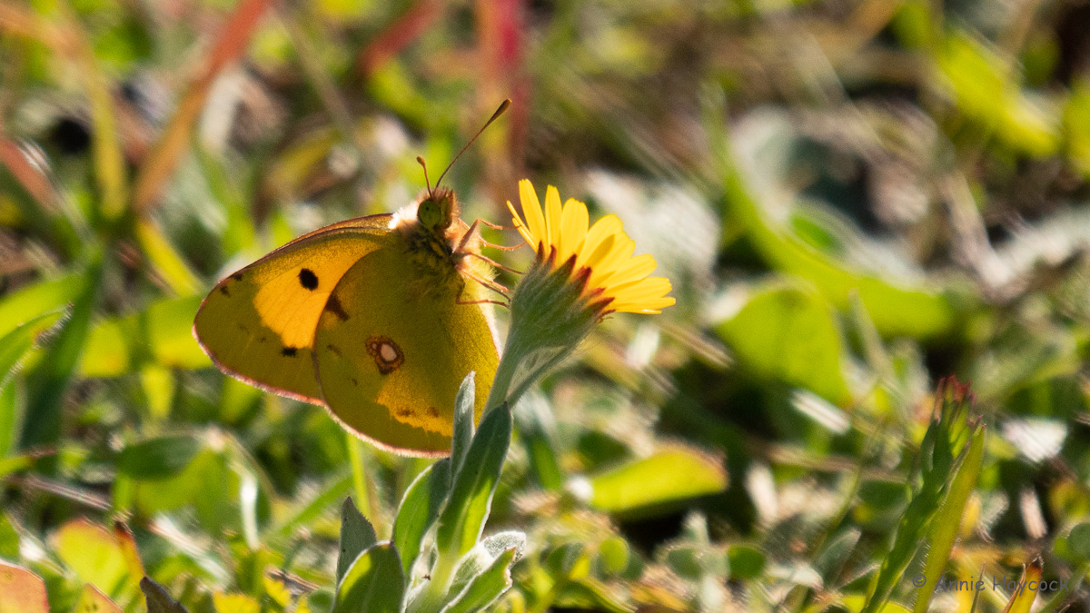 Best places for Butterflies in April